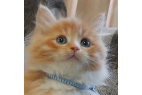 成約済の埼玉県のサイベリアン-13633の2枚目